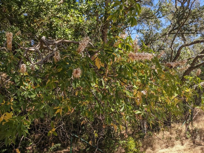 Aesculus californica, photographed by joergmlpts