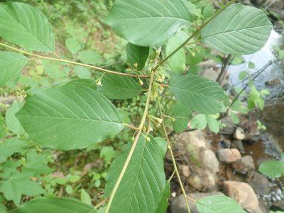 Frangula alnus, photographed by Lynn Harper