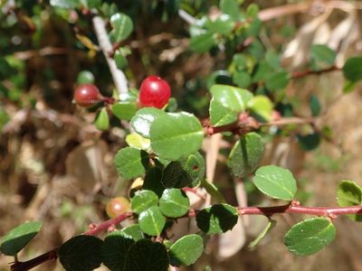 Rhamnus crocea