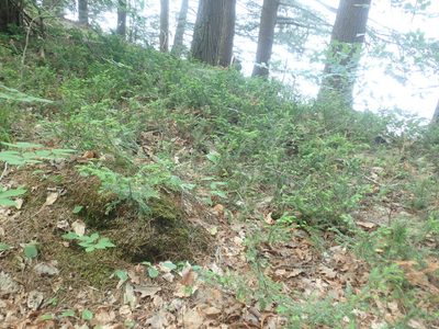 Taxus canadensis, photographed by Lynn Harper