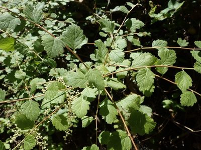 Holodiscus discolor, photographed by joergmlpts