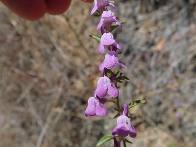 Sairocarpus vexillocalyculatus