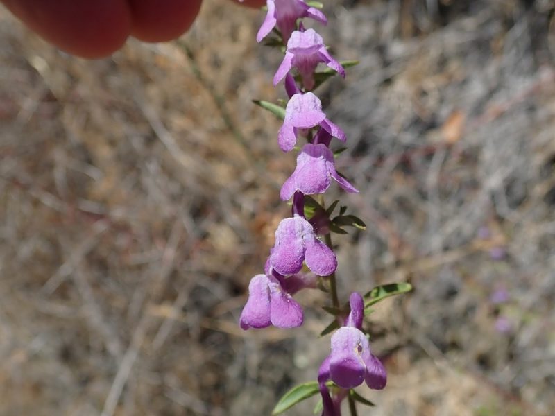 Sairocarpus vexillocalyculatus, photographed by joergmlpts