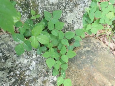 Amphicarpaea bracteata, photographed by Lynn Harper