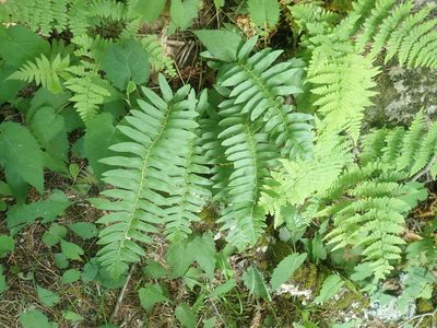 Polystichum acrostichoides, photographed by Lynn Harper