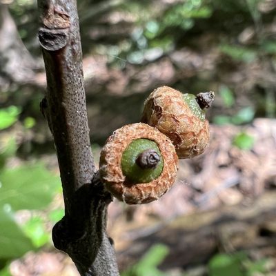 Quercus rubra, photographed by Anne Parker