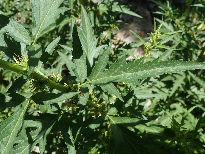 Datisca glomerata, photographed by joergmlpts