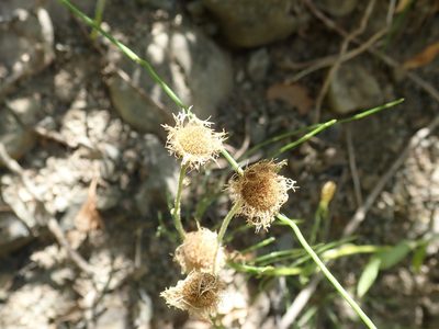 Erigeron philadelphicus, photographed by joergmlpts