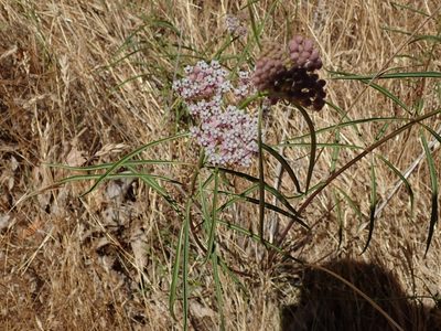Asclepias fascicularis, photographed by joergmlpts
