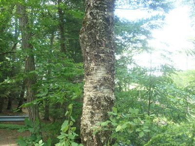 Betula alleghaniensis, photographed by Lynn Harper
