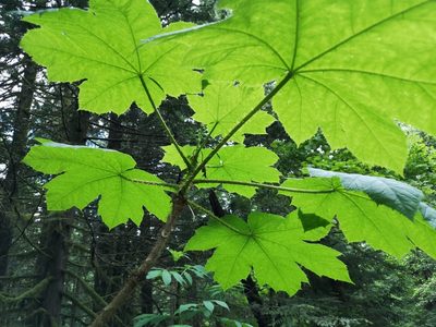 Oplopanax horridus