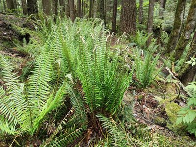 Polystichum munitum, photographed by Jens-Christian Svenning