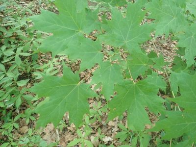 Acer saccharum, photographed by Lynn Harper