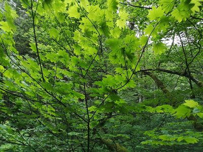 Acer circinatum, photographed by Jens-Christian Svenning