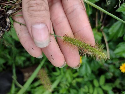 Setaria parviflora, photographed by Kevin Faccenda
