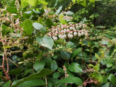 Gaultheria shallon, photographed by Jens-Christian Svenning