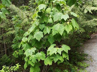 Acer glabrum, photographed by Jens-Christian Svenning