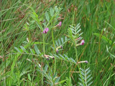 Vicia sativa, photographed by Erin Springinotic