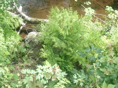 Osmunda spectabilis, photographed by Lynn Harper