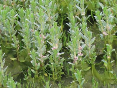 Lysimachia maritima, photographed by Erin Springinotic