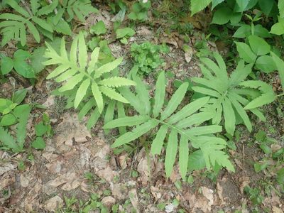 Onoclea sensibilis, photographed by Lynn Harper