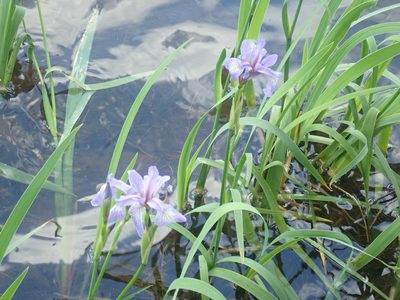 Iris versicolor, photographed by Lynn Harper