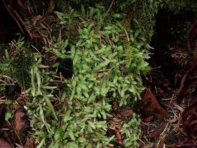 Plagiothecium undulatum, photographed by Randal