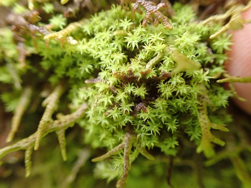 Zygodon rupestris, photographed by Randal