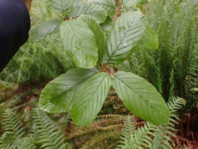 Frangula purshiana, photographed by Randal