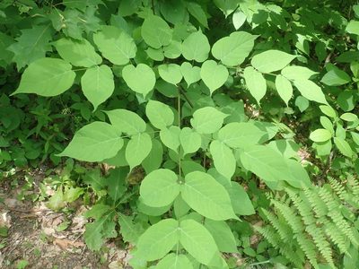 Aralia racemosa, photographed by Lynn Harper