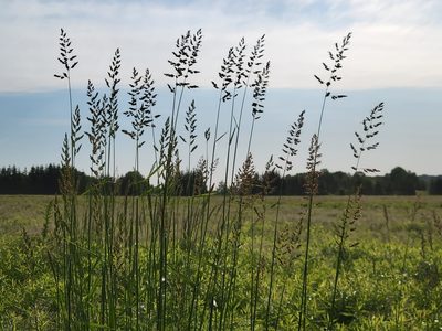Phalaris arundinacea, photographed by Jean Sorensen
