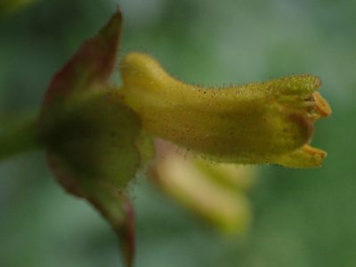 Lonicera involucrata, photographed by Randal