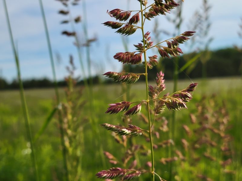 Phalaris arundinacea, photographed by Jean Sorensen