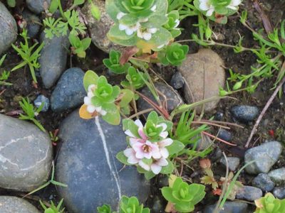 Lysimachia maritima, photographed by Erin Springinotic