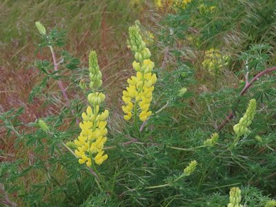 Lupinus arboreus, photographed by Erin Springinotic