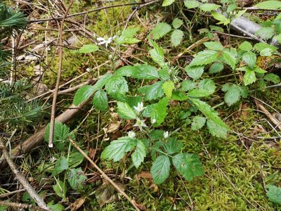 Rubus ursinus, photographed by Jens-Christian Svenning
