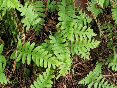 Polypodium virginianum, photographed by Craig Martin