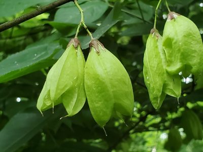 Staphylea trifolia, photographed by Craig Martin