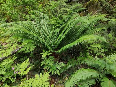 Polystichum munitum, photographed by Jens-Christian Svenning