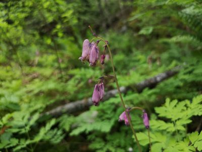 Dicentra formosa, photographed by Jens-Christian Svenning
