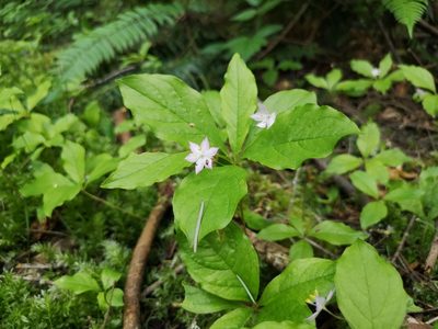 Lysimachia latifolia