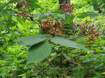 Sambucus racemosa, photographed by Craig Martin