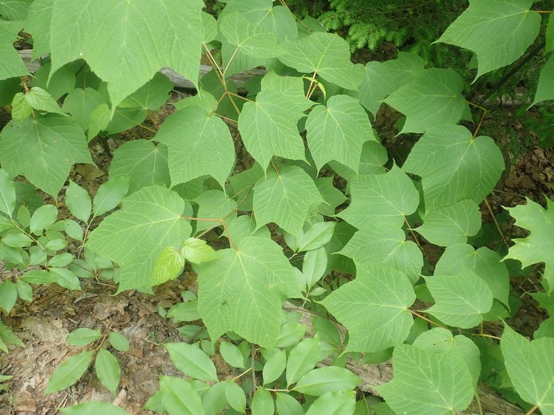 Acer pensylvanicum, photographed by Lynn Harper