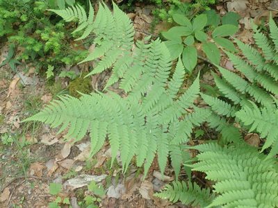 Dryopteris marginalis, photographed by Lynn Harper