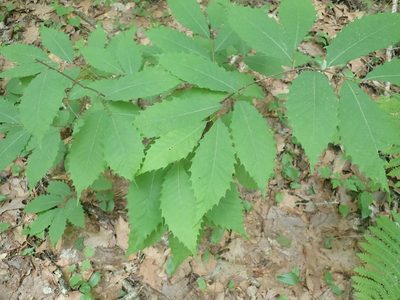 Castanea dentata, photographed by Lynn Harper