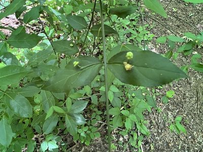 Euonymus americanus, photographed by Anne Parker