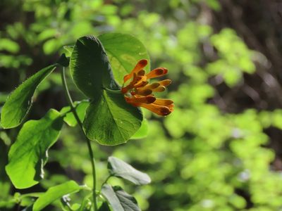 Lonicera ciliosa, photographed by Erin Springinotic