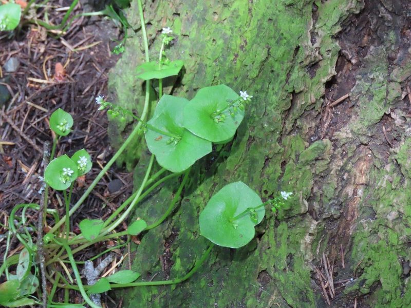 Claytonia perfoliata, photographed by Erin Springinotic