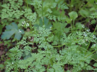 Anthriscus caucalis