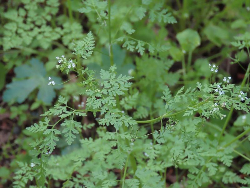 Anthriscus caucalis, photographed by Erin Springinotic
